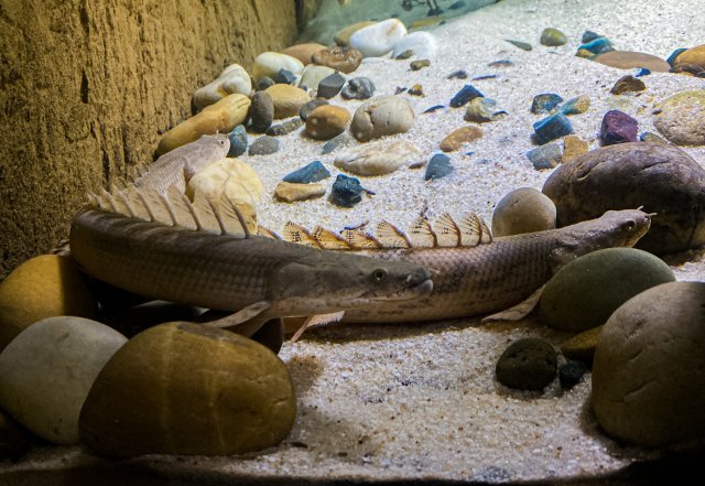 bichir 5.jpg