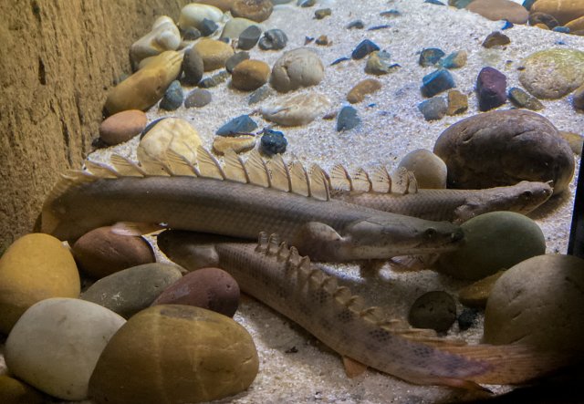 Bichir 8.jpg