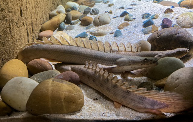 bichir 10.jpg