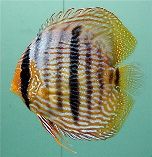 Wild discus hot sale care