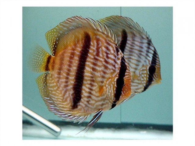 Symphysodon discus Wild Heckel pair.jpg