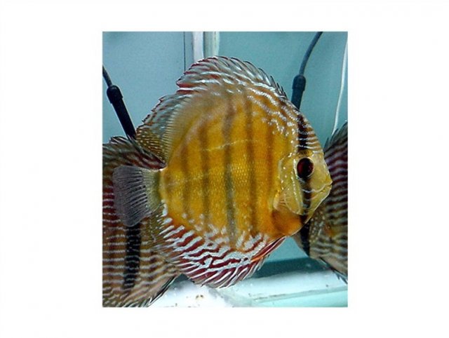 Symphysodon aequifasciatus Wild Lat.jpg