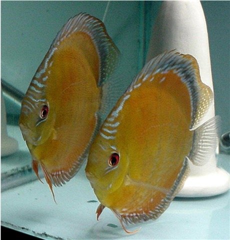 Symphysodon aequifasciatus Wild Cuipeua Red OLucanus Pair.jpg