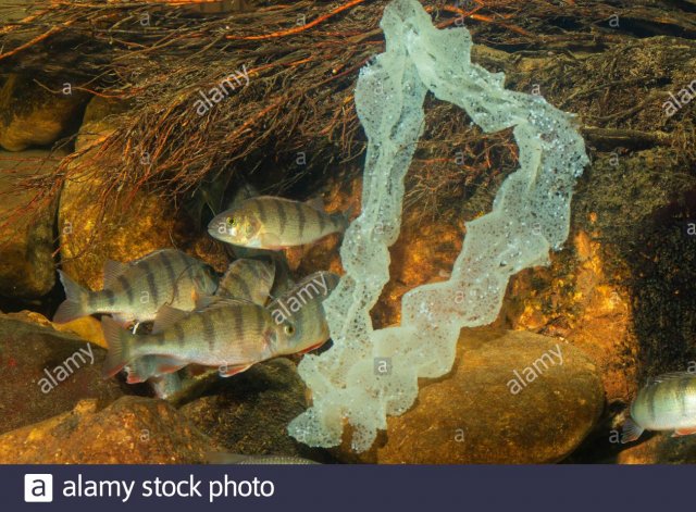 perch-european-perch-redfin-perch-perca-fluviatilis-spawning-shoal-with-egg-string-germany-2B1...jpg