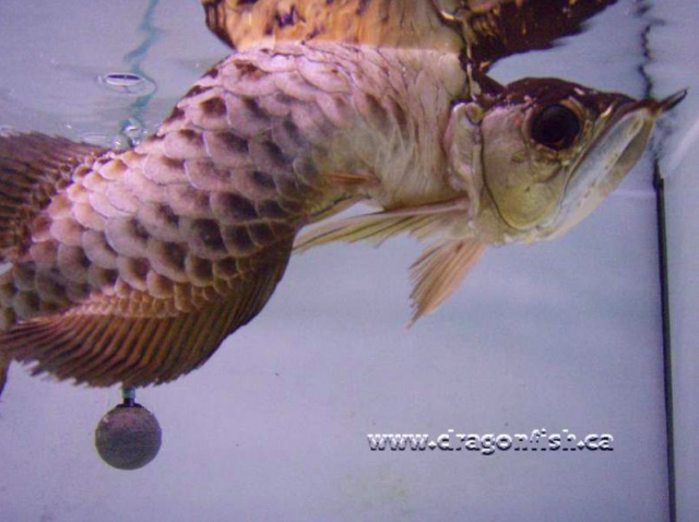 butterfly arowana