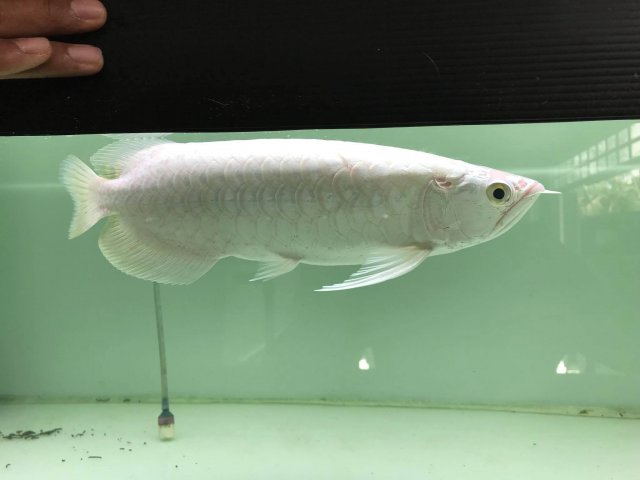 Platinum Asian Arowana Batik 1.jpg