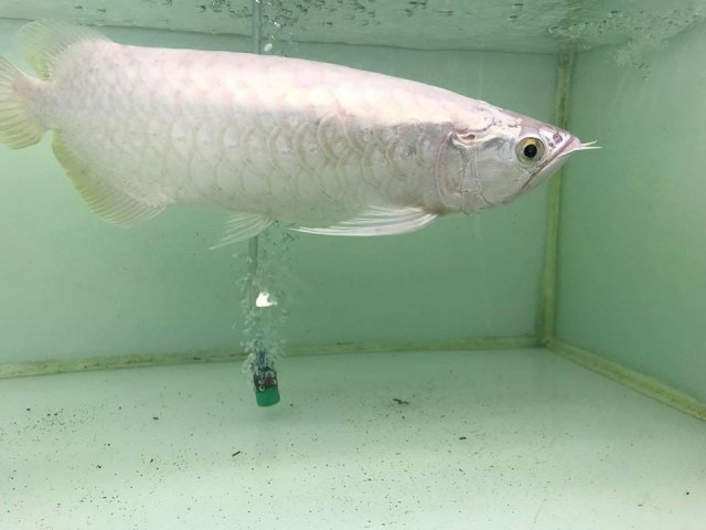 Platinum Asian Arowana Batik 3.jpg