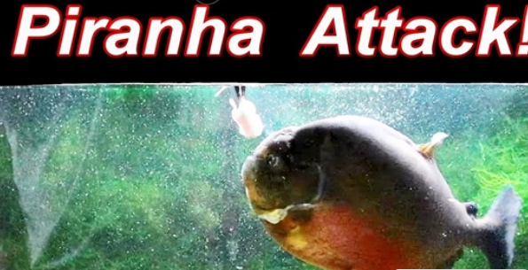 piranha attack photos