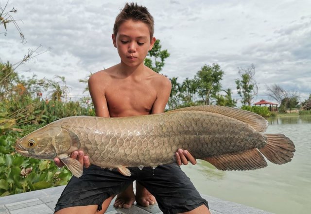 arowana1.jpg