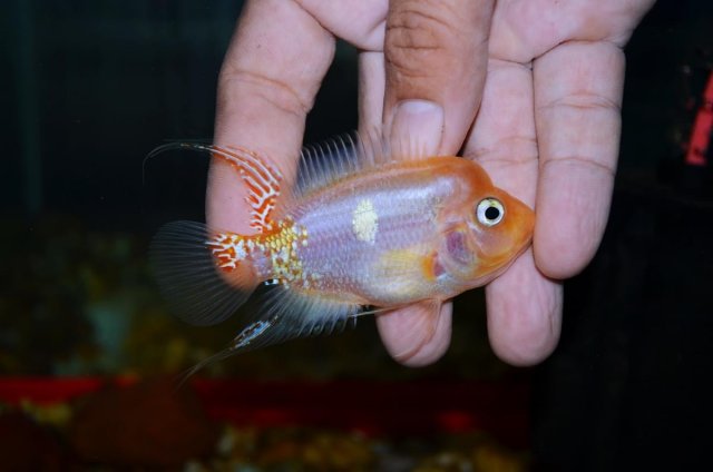 snow white flowerhorn