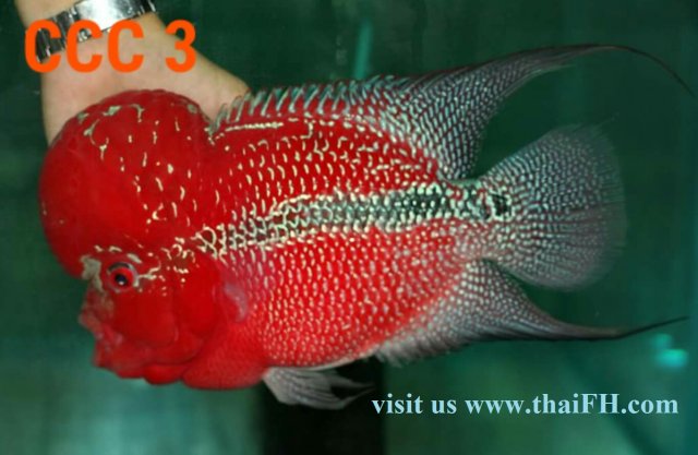 fwflowerhorn1547775547.jpg