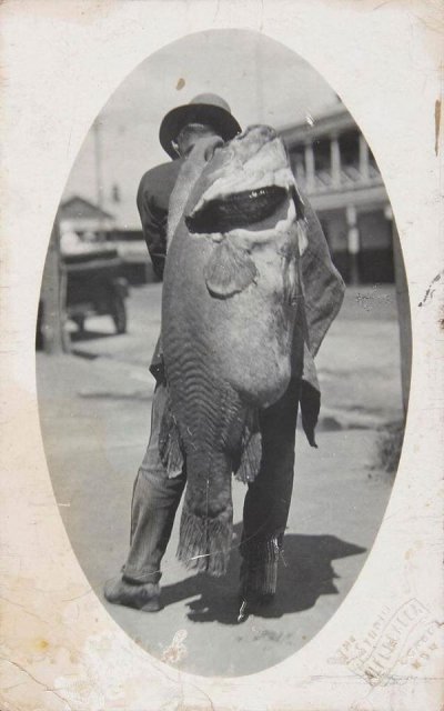 huge cod.jpg