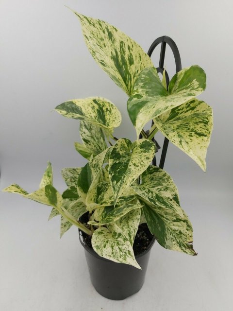 mabl queen pothos.jpg