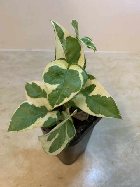 pearls and jade pothos.jpg