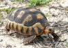 Angulate Tortoise chersina angulata.jpg