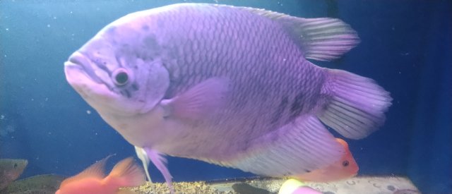 elephant ear giant gourami