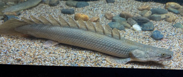 7-22 bichir 3-2.jpg