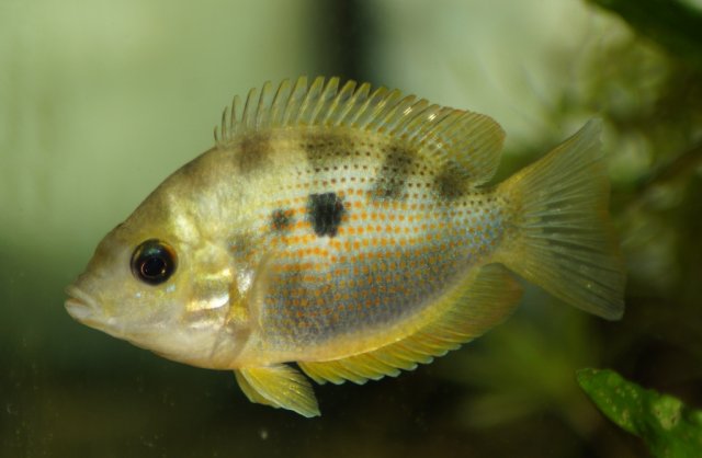 E_maculatus_01.jpg