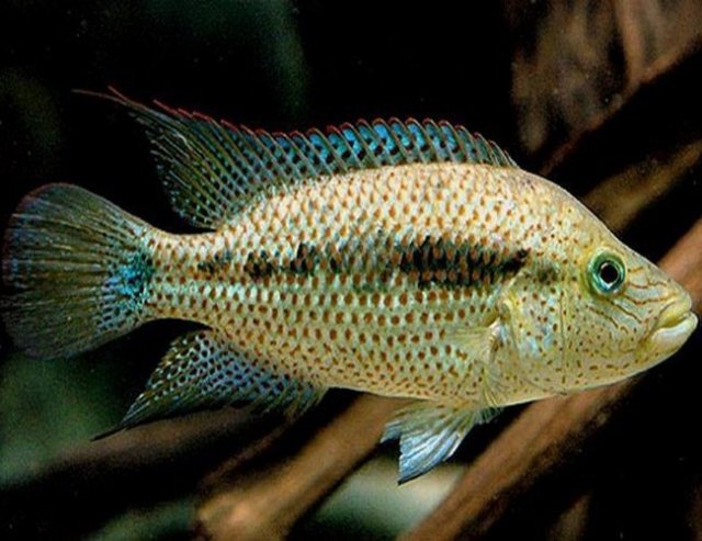 sieve cichlid