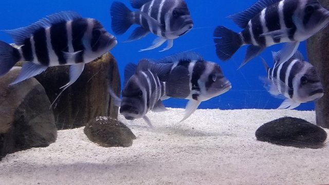 For Sale - Moba Frontosa fry F1 | MonsterFishKeepers.com