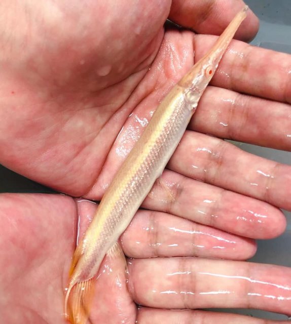 Albino Florida Gar 1.jpg