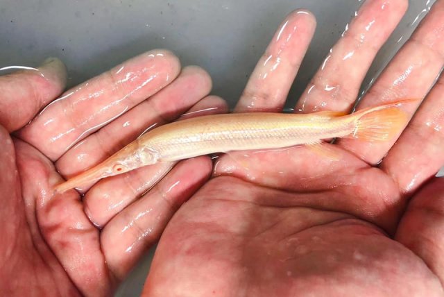 Albino Florida Gar 3.jpg