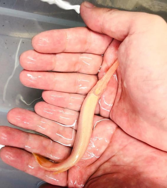 Albino Florida Gar 4.jpg