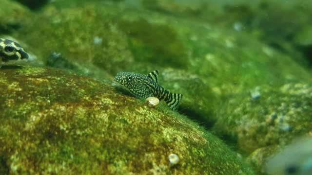 S. Lineolata Fry.jpg