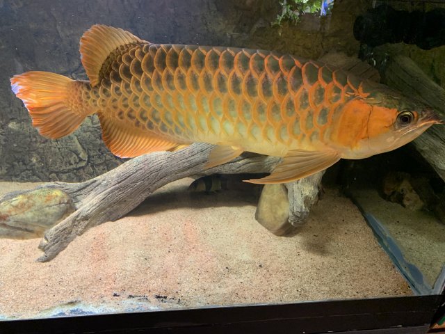 sr arowana