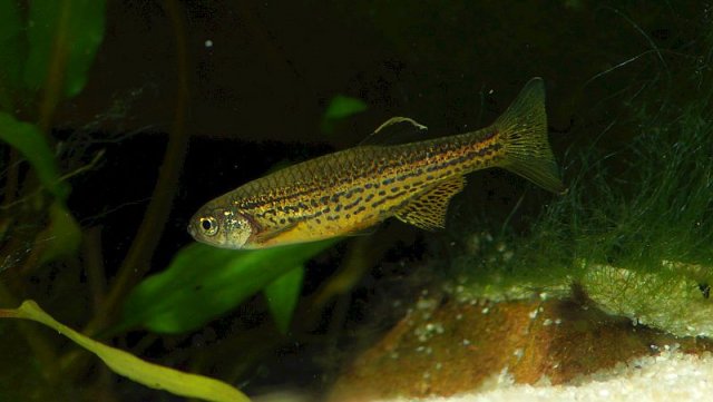 Danio_frankei_01_800x451.jpg