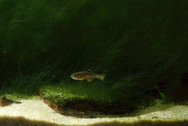 Danio_frankei_02_800x533.jpg