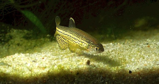 Danio_frankei_03_800x533.jpg