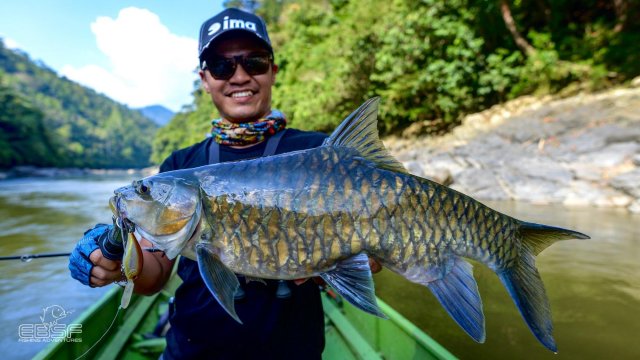 Tor blue mahseer.jpg