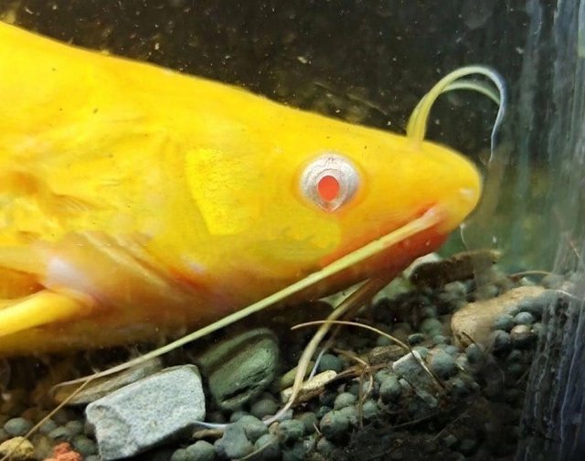 Albino Tachysurus fulvidraco 2.jpg