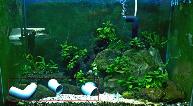 Red Spot Goby Tank Mods.jpg