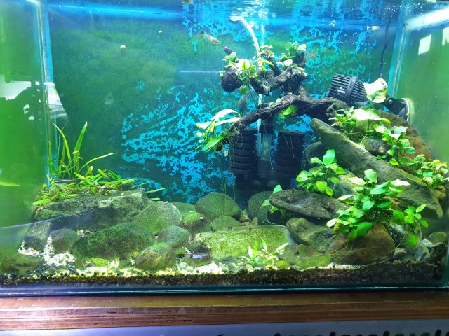 Red Spot Goby Tank Pre Change.jpg