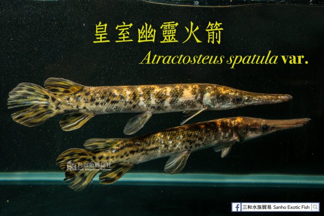 Albino Alligator Gar 10.jpg