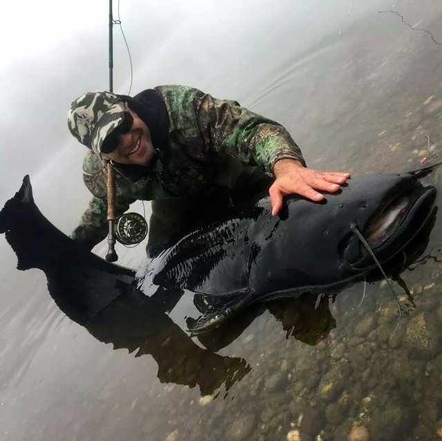 Melanistic Wels Catfish 2.jpg