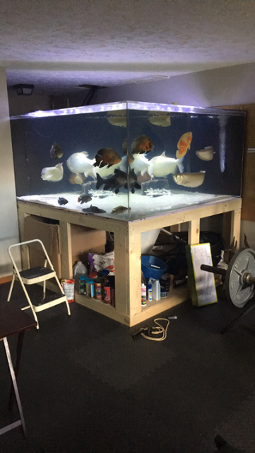 800 gallon fish store tank