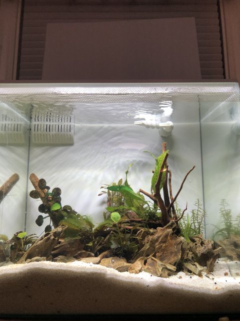 Fluval flex hotsell 9 gallon