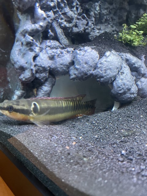 Zebra pike cichlid sales care