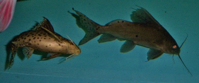 Synodontis hybrid both 1.JPG