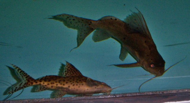 Synodontis hybrid both 2.JPG