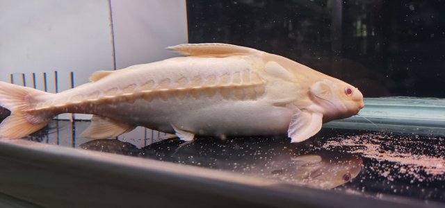 Albino Lithodoras Dorsalis 5.jpg