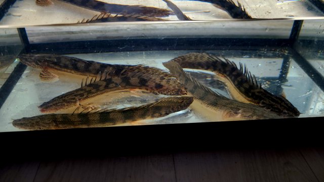 Polypterus Sp Nigeria With 5 Different Types