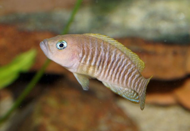 n_multifasciatus_04.jpg