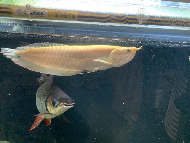 olx arowana fish