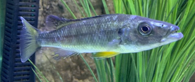 barracuda cichlid