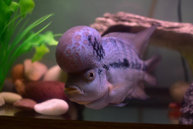 blue dragon flowerhorn for sale