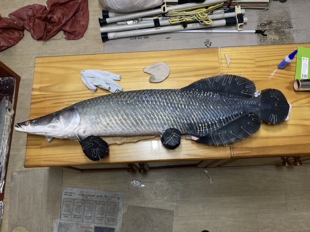 64-Inch Arapaima Fish Mount